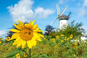 Windmill Garden