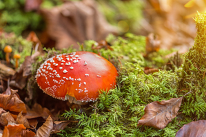 Fly Agaric Mushroom
