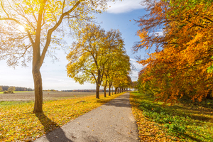 Autumn Avenue