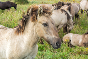 Konik