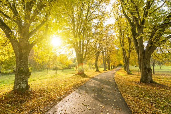 Autumn Road  Print