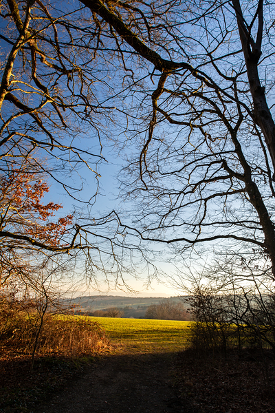 View from the forest onto serene meadow and dusk  Print
