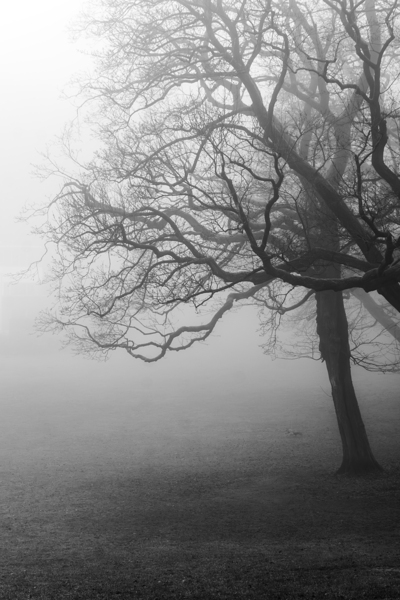 Moody black and white shot of trees in a park on a foggy morning  Print