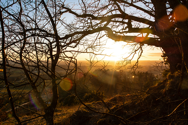 Setting sun shining through the branches of a beautiful old tree in front of countryside  Print