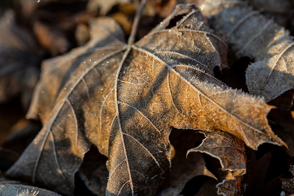 Closeup macro shot of withered brown maple leaf covered by beautiful ice crystals  Print