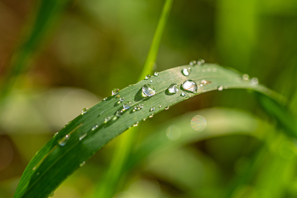 Closeup macro shot of fresh glittering dewdrops on green blade of grass Print