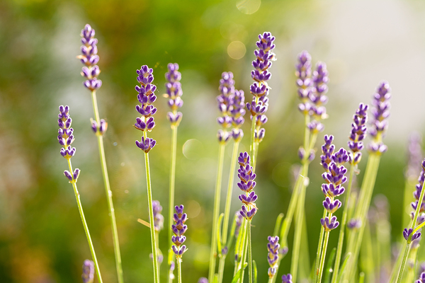 Closeup macro shot of purple lavender flowers in the sunlight  Print