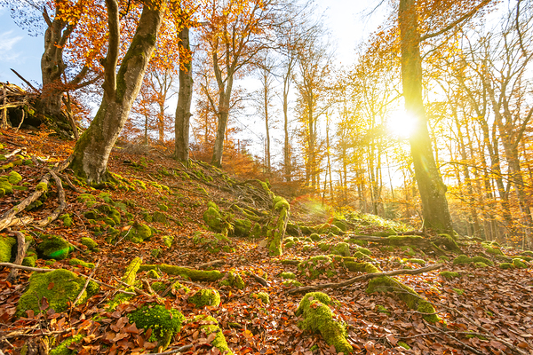 Sun rays in the autumnal forest Print
