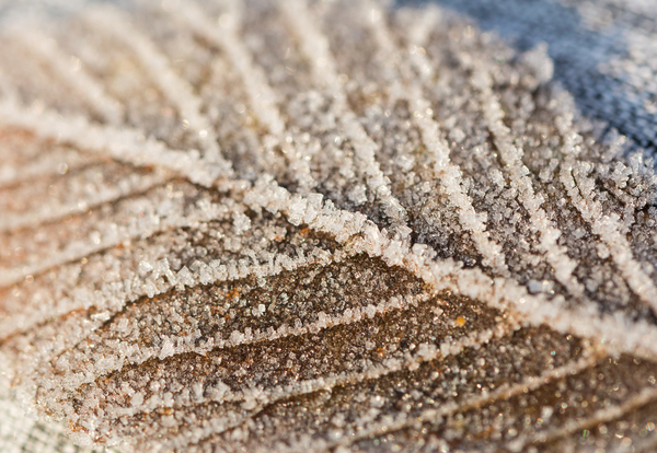 Frozen Leaf Print