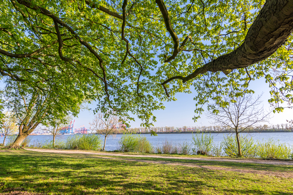 Trees at the Elbe River Print