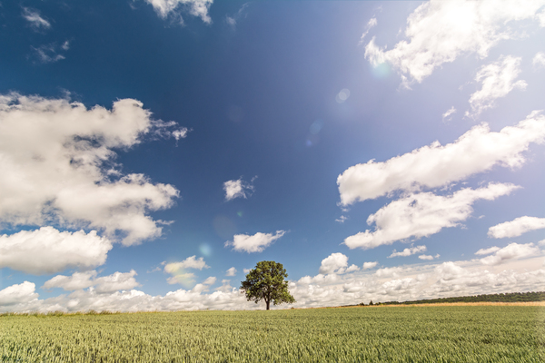 Lonely Tree Print