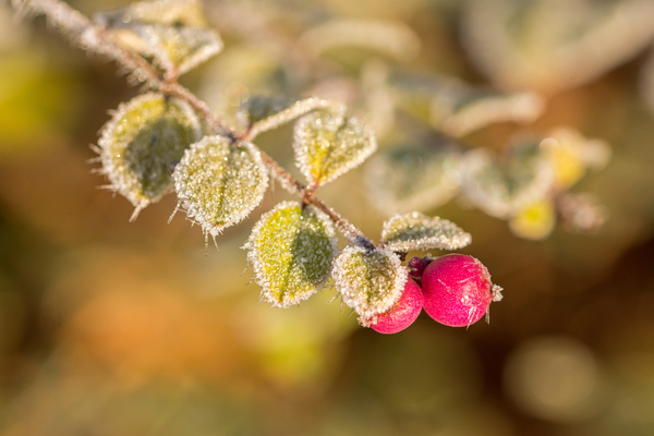 Frozen Berries Print