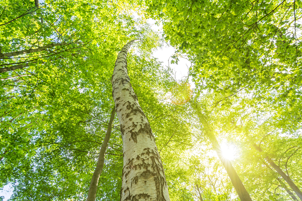 Birch Tree in Spring Print