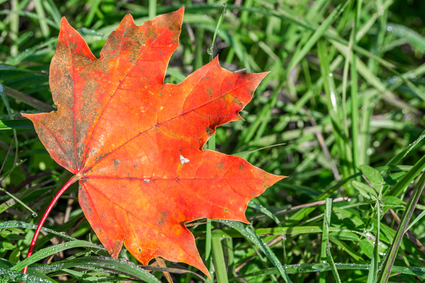 Red Maple Leaf Print