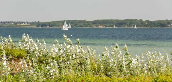 Typical vegetation and sailing boat on the Flensburger Forde by caladoart