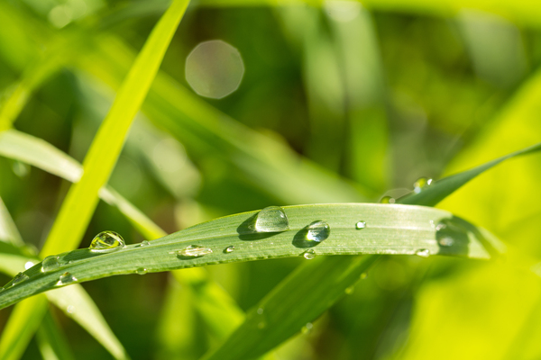 Dewdrops on Grass Print
