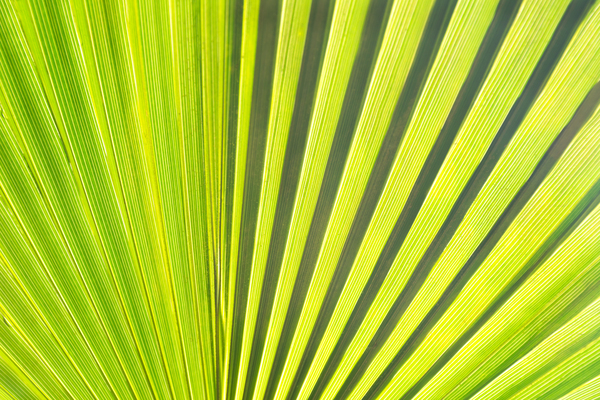 Leaf  Print