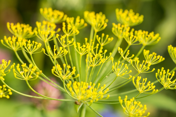 Fennel Flowers  Print