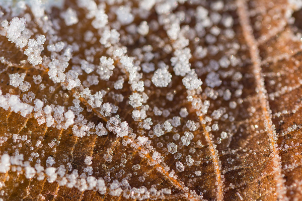 Winter Leaf Print