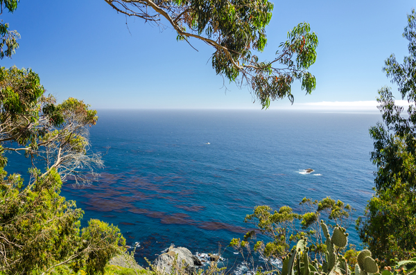 Pacific in California Print