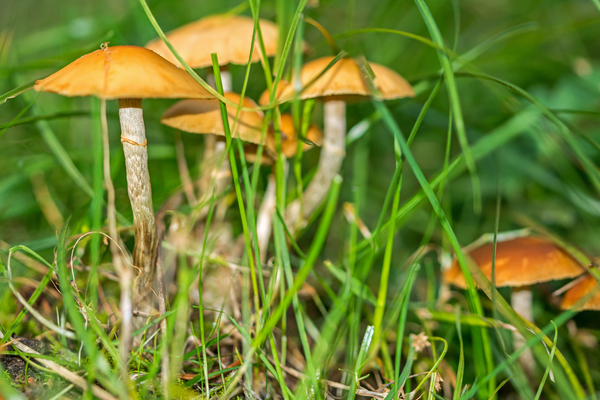 Mushrooms in the Grass  Print