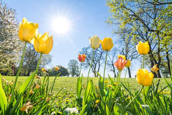 Tulips  Print