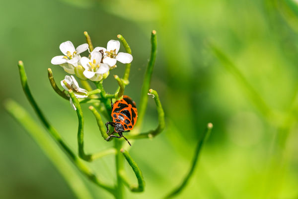 Firebug  on a Flower Print