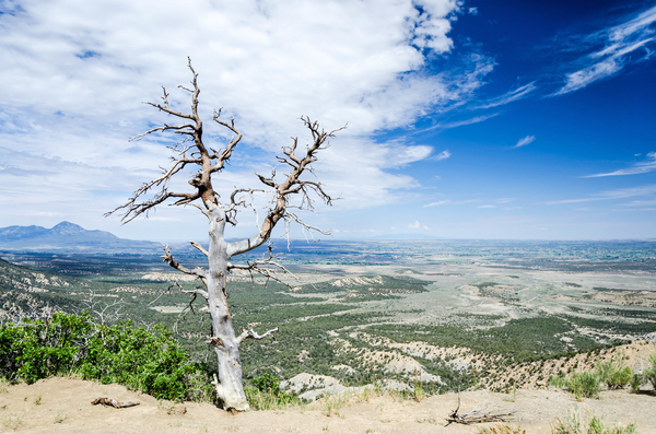 Desert Tree Print