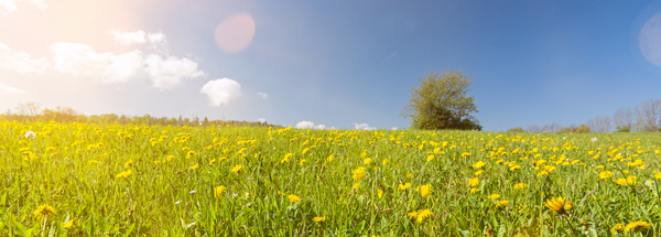 Flower Meadow with Lonely Tree Print