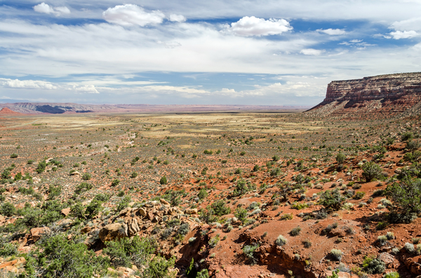 Desert Landscape  Print