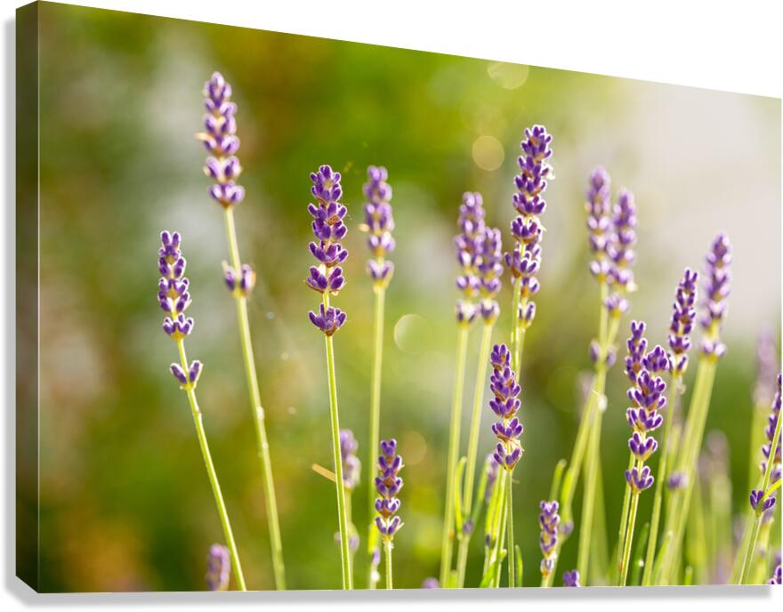 Closeup macro shot of purple lavender flowers in the sunlight  Canvas Print