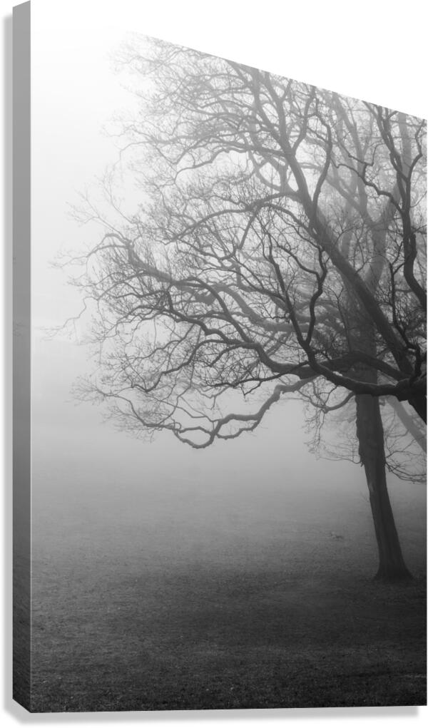 Moody black and white shot of trees in a park on a foggy morning  Canvas Print