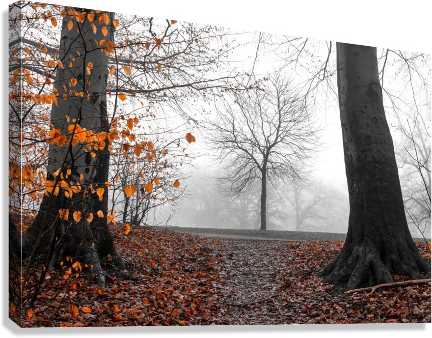 Trees and orange leaves in a park on a foggy morning  Canvas Print