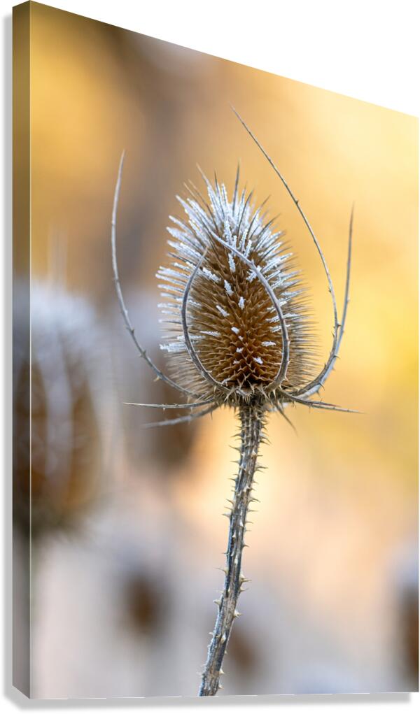 Closeup macro shot of a thistle flower covered by beautiful ice crystals  Canvas Print