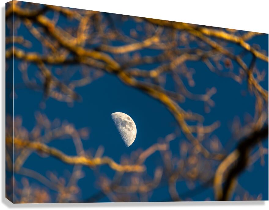 Beautiful image of a crescent moon seen through three branches at sunset  Canvas Print