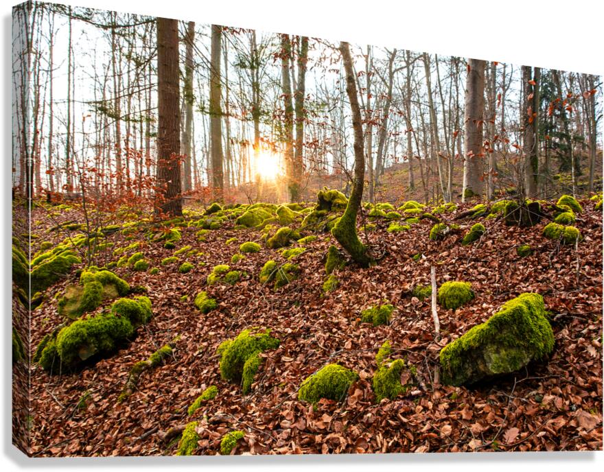 Evening sun reflecting on beautiful moss covered rocks in the forest  Canvas Print