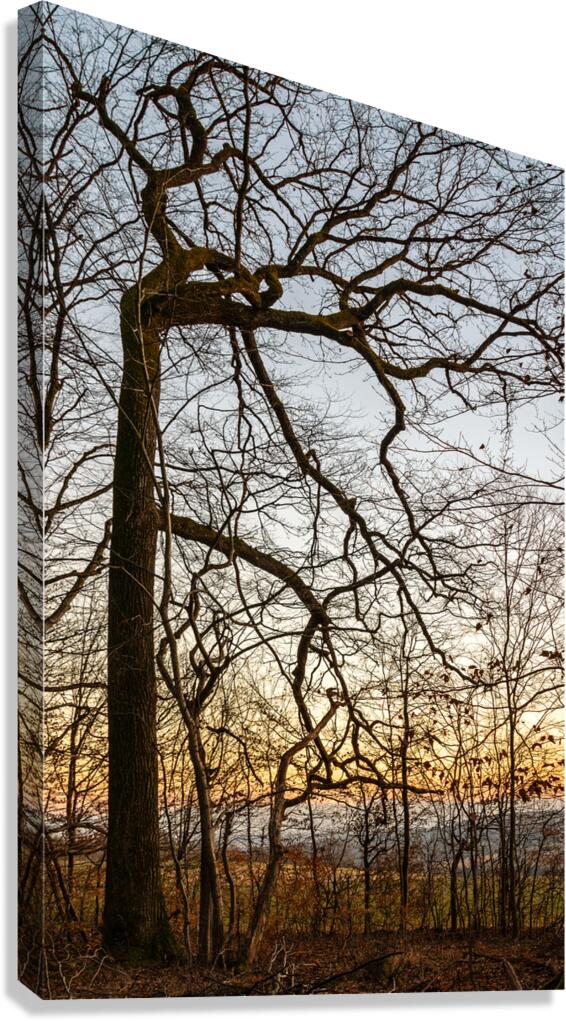 Beautifully shaped tree at the edge of the forest at sunset  Canvas Print