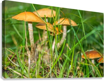 Mushrooms in the Grass  Canvas Print