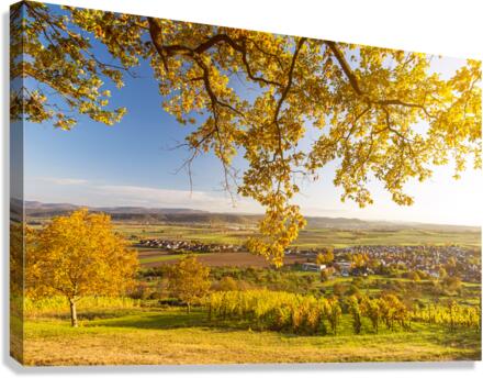 Vineyard at Sunset  Canvas Print