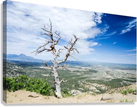 Desert Tree Canvas Print