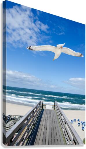 Seagull Canvas Print