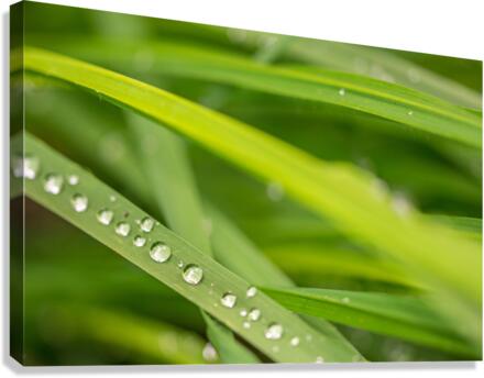 Dewdrops Canvas Print