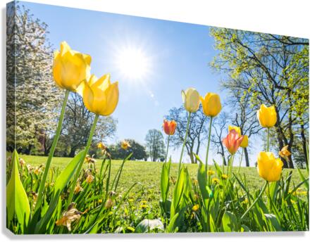 Tulips  Canvas Print