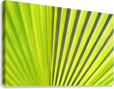 Leaf  Canvas Print