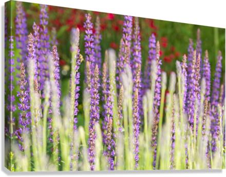 Lavender Canvas Print