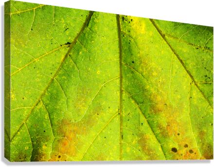 Maple Leaf  Canvas Print
