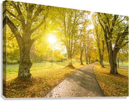 Autumn Road  Canvas Print