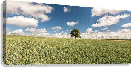 Tree  Canvas Print