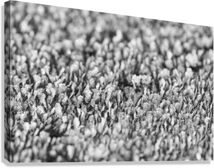 Frost Canvas Print