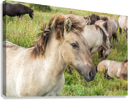 Konik Canvas Print